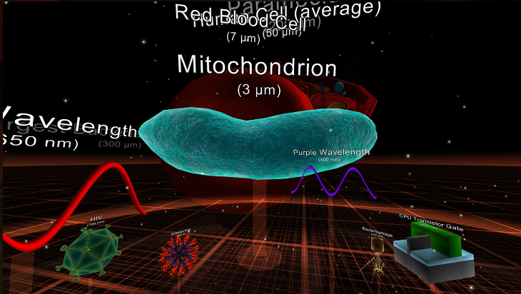 The powerhouse of the cell. 