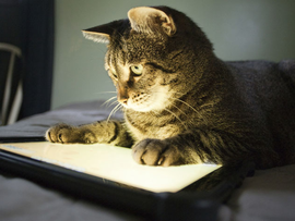 Cat on a Tablet