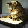 Cat on a Tablet